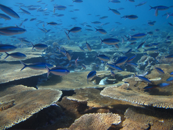 Fusiliers swimming over tabletop coral (Acropora).