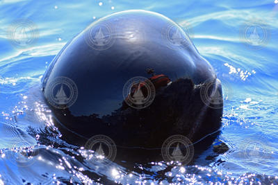 Reflection of researchers in the head of a Pilot Whale.