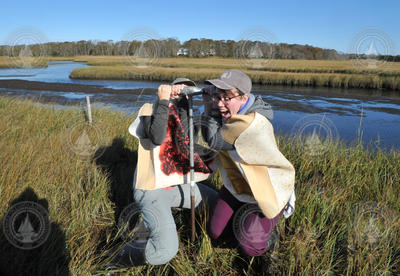 Kelly McKeon and Katie Castagno coring  at Roundhill Salt Marsh.