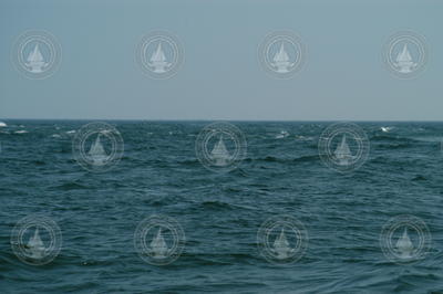 White caps on the surface of Vineyard Sound.