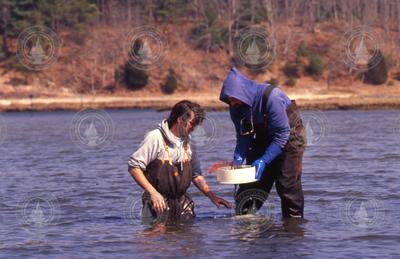 Dale Leavitt and Bruce Lancaster collecting clams.