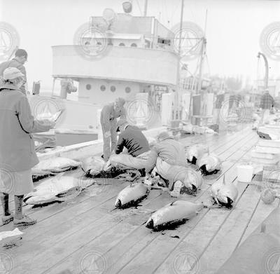 Frank Mather (in cap) measuring tuna on dock