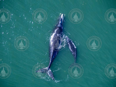 Aerial view of an adult North Atlantic Right Whale and calf.