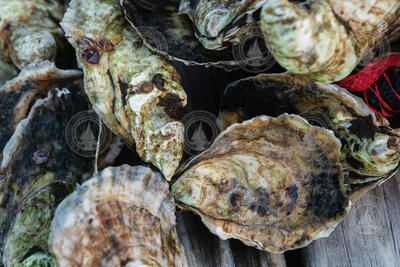 Shelled oysters