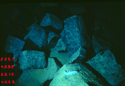 Lava blocks with sea cucumber