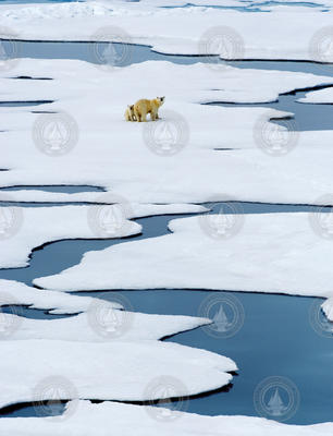 A Polar bear with her cub on the ice in the Arctic.