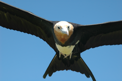 Frigate bird, Fregata ariel, flying above.