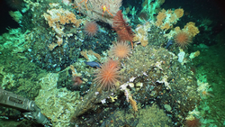 Deep sea corals, anemones and other life on newly discovered Galápagos reef.