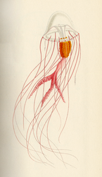 Drawing of Timoides agassizii by Henry Bigelow.