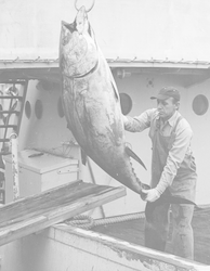 Al Roy moving large tuna from Crawford to the dock