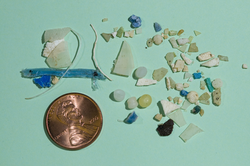 Collected plastic samples compared in size to a penny.