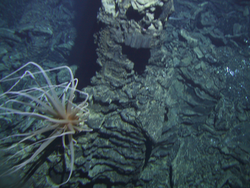 Large anemone on a vent chimney viewed during Alvin dive 3760.