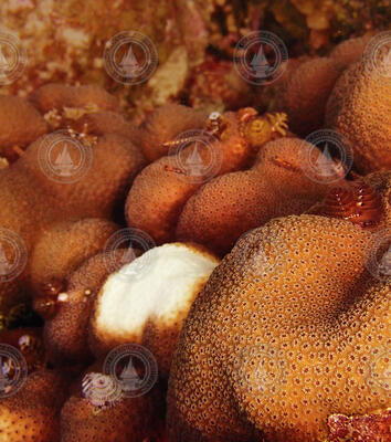 Large, white lesion on a boulder star coral colony.