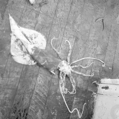 Squid on the deck of the Captain Bill II.