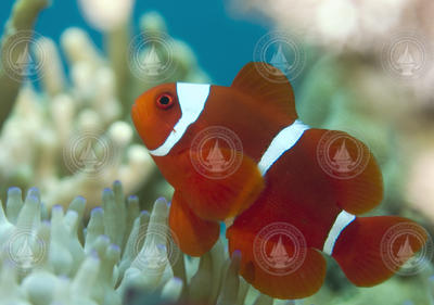Premna (maroon clownfish)