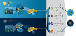 Use of lipids to study the relationship between microbes and carbon.