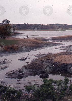 Wild Harbor River after the oil spill.