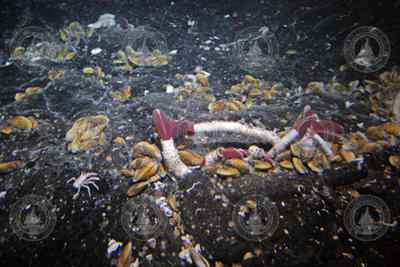 Mussels and tubeworms colonizing a crack in the seafloor