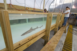 Jelle Atema's students watching a dogfish shark swim in the new ESL flume.