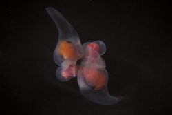 Two marine snails (pteropods) mating in a dish. Clione limacina.