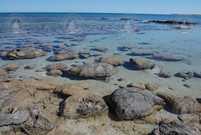 Stromatolites made by photosynthetic cyanobacteria and other microorganisms.