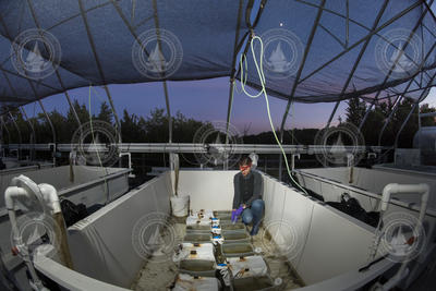 Amanda Spivak working in her Mesocosm Lab at ESL.