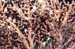 Sea fan coral cluster seen on Alvin dive 3806.
