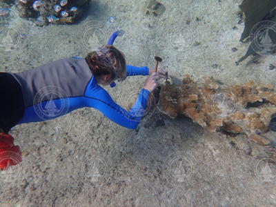 Amy Apprill sampling pieces of elkhorn coral for studying symbionts of it.