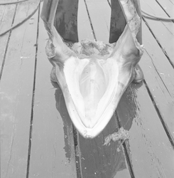 Whale on WHOI dock.