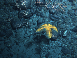 A golden feather star with brittle stars on the seafloor.