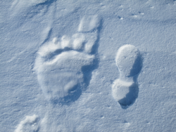Side by side polar bear paw and human boot print in the snow.