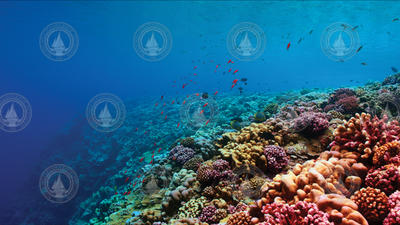 Coral reef off Nukuoro atoll in Micronesia.