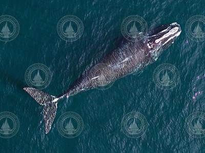 Overhead view of the full body of a North Atlantic Right Whale.