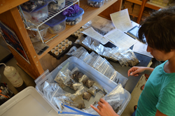 Kalina Gospodinova organizes sediment samples.