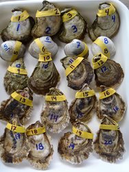 Hard-shelled clams (aka quahogs, top) and oysters tagged for research.