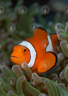 Amphiprion Percula (clownfish)