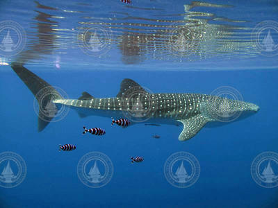 Whale Shark swimming with smaller fish.