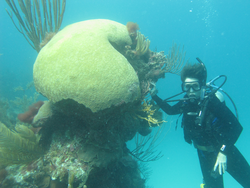 Anne Cohen next to large brain coral off Bermuda.