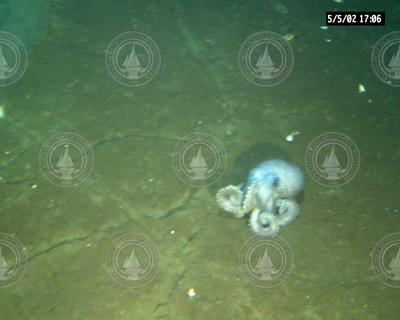 Octopus seen during Alvin dive 3780.