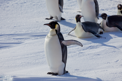 One Emperor Penguin standing as several other belly slide on the ice.