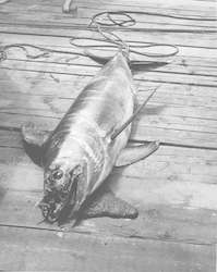 Alvin operations - swordfish attack, dive 202