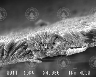 Crystallized skeleton of a Porites coral.