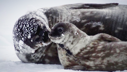Weddell seal with pup on the ice.