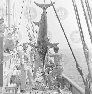 Scott Bray, Carl Speight and others with swordfish.