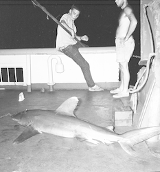 Shark on deck of the Chain.
