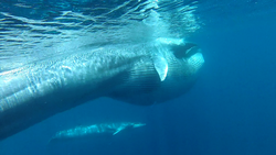 Video frame grab of Omura's whales feeding on krill.