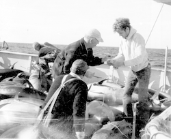Group working with tuna from Crawford cruise
