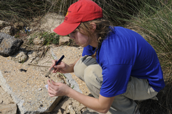Catherine Carmichael collecting oil residue samples from Buccaneer State Park, MS.