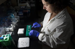 Sibel Karchner preparing penguin feather specimens for DNA sequencing.