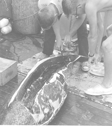 Dick Haedrich (left) and Bill Odum with porpoise on deck of Bear